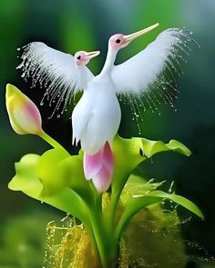 two white birds standing on top of a plant with pink flowers in the foreground