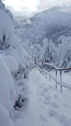 snow covered trees and stairs in the mountains