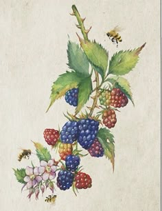 a painting of raspberries and other berries on a branch with a bee flying by