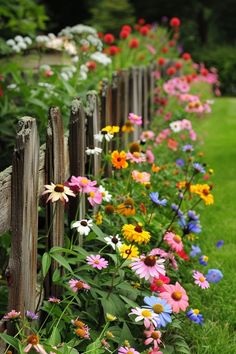 colorful flowers line the side of a wooden fence