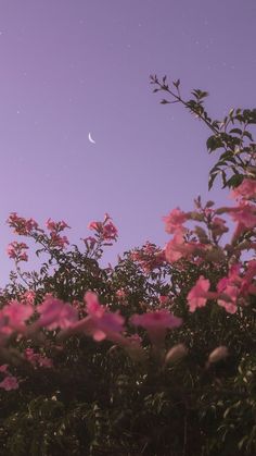 some pink flowers and a moon in the sky