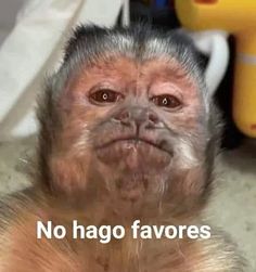 a monkey with the caption no hago favors on it's face