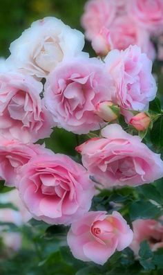 pink and white roses are blooming in the garden