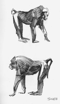 two drawings of an animal with different muscles and body parts, one in the shape of a monkey