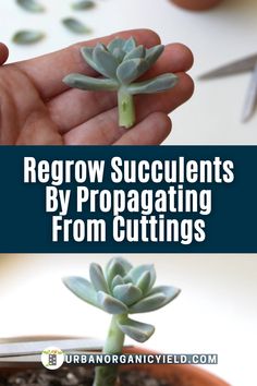 someone is holding a small succulent plant in their hand with the text regrow succulents by propagating from cuttings