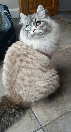 a cat sitting on the floor next to a purse