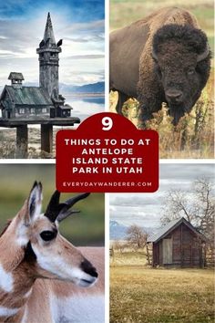 there are many different things to do at antelope island park in utah, including buildings and animals