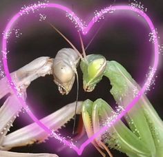 an image of two praying mantisses in the shape of a heart