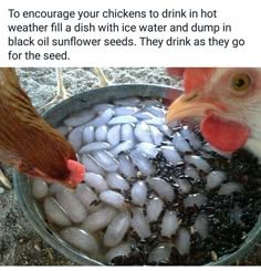 two chickens are eating out of a bucket filled with ice and water rocks that have been placed in it