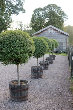 several wooden barrels lined up next to each other in front of a building and trees