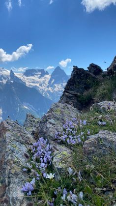 purple flowers growing on the side of a mountain