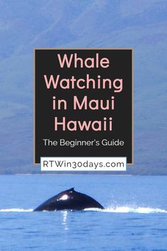 MAUI WHALE WATCHING - Every year, from December until April, Maui’s favorite wintertime visitors come to play. Humpback whales by the thousands migrate from their summer feeding grounds in Alaska to the warm & sheltered waters of the Hawaiian Islands. The Maui whales come to mate, nurse their newborn calves, and thrill locals and tourists alike with their playful acrobatics. While there are plenty of whale watching tours available, don't miss the chance to get up close with a small boat tour! Best Hikes In Maui Hawaii, Whale Watching In Maine, Wailea Beach Resort Maui, Whale Watching Maui, Maui Activities, Whale Watching Cruise, Maui Hotels, Maui Beach