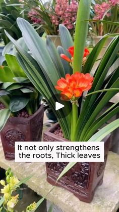 two potted plants sitting on top of a stone slab next to each other with the caption, it not only straightens the roots, thick leaves