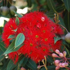 a red flower with green leaves and buds