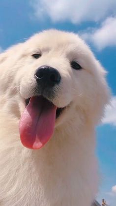 a white dog with its tongue out looking at the camera while standing in front of blue sky and clouds