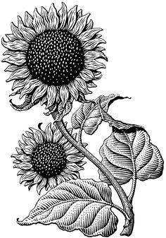 Night Centerpieces, Scratchboard Illustration, Thailand Packing, Sunflower Illustration, Arte Doodle, Scratchboard Art, Sunflower Drawing, Travel Thailand, Engraving Illustration