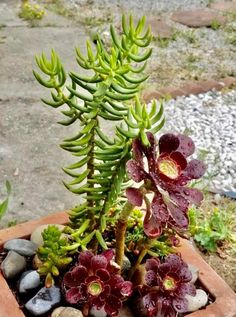 a potted plant with red flowers and green leaves on the ground next to rocks