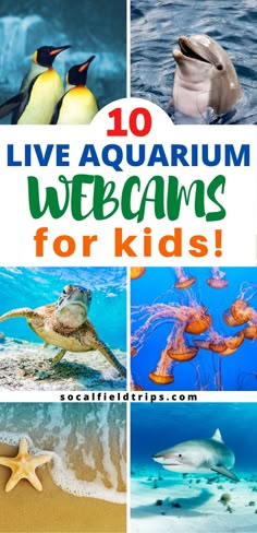 the words live aquarium, wecams for kids and pictures of sea animals in water