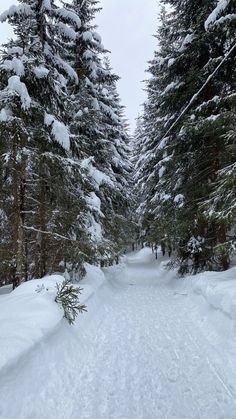 there is a snow covered path in the woods