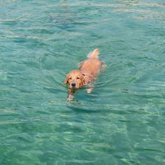 a dog is swimming in the water