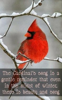 a cardinal sitting on top of a tree branch covered in snow with a quote about the cardinal's song