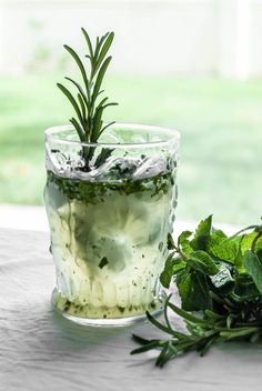 a plant in a glass with ice and water on a table next to some plants