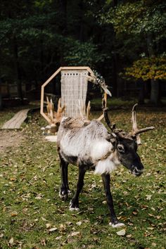 a goat standing on top of a lush green field next to a wooden structure in the woods