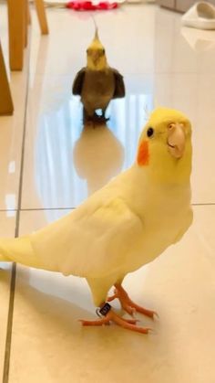 a yellow bird standing on top of a tiled floor