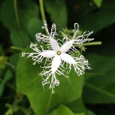 a white flower with green leaves in the background