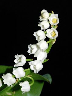 white flowers with green leaves in the dark