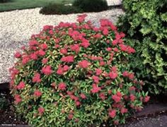 red flowers are blooming in the garden next to green bushes and graveled walkways