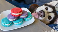 a dog sticking its tongue out next to a plate of cookies