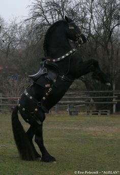 a horse that is jumping in the air with its back legs up and it's leg