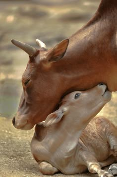 a baby cow nursing from its mother on the ground