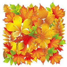 colorful autumn leaves on white background stock photo - 1308972, shuttered