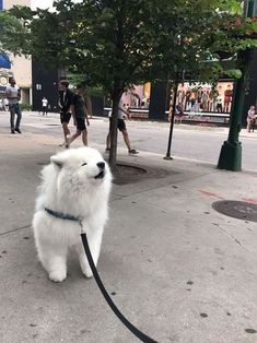 a fluffy white dog tied to a tree on a leash with the caption cloud boye does an awoo