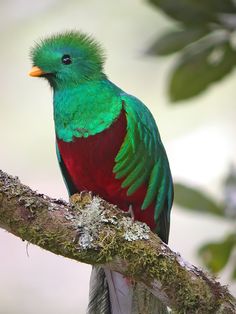 a colorful bird sitting on top of a tree branch