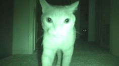 a white cat standing on top of a carpeted floor