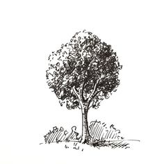 an ink drawing of a tree in the grass