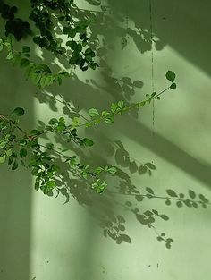 the shadow of a plant on a wall