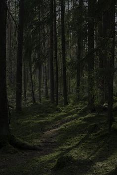 a path in the middle of a forest with lots of trees and grass on it