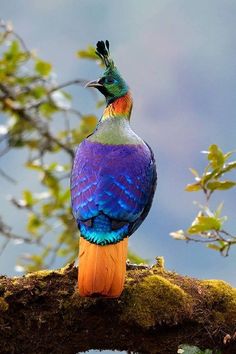 a colorful bird sitting on top of a tree branch