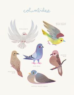 an image of birds that are in the air with words describing them and their names