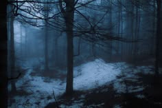 a dark forest with snow on the ground and trees in the foreground at night