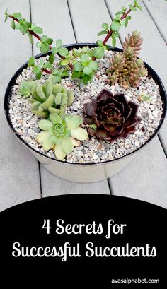 four succulent plants in a pot with the title 4 secrets for successful succulents