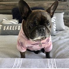 a small dog wearing a pink shirt on top of a bed