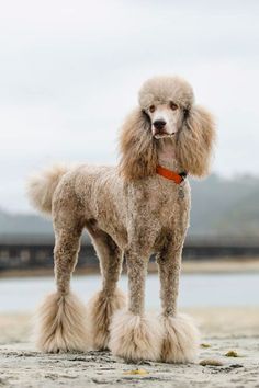 a poodle is standing on the beach with its head turned to look like it has long hair