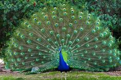 a peacock with its feathers spread out