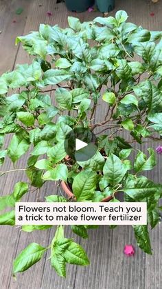 a potted plant with leaves and flowers on the ground next to a sign that says, flowers not bloom teach you a trick to make flower fertiizer