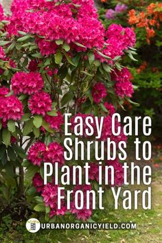 pink flowers with the words easy care shrubs to plant in the front yard